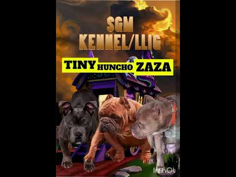 sgm savage  get rich