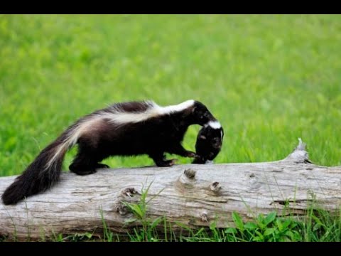 What Should You do if a Skunk is Under Your Shed?