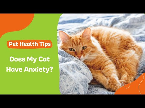 Does My Cat Have Anxiety?