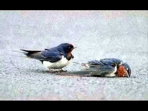 dj karakefen ft tiryaky - sevda ırmağı