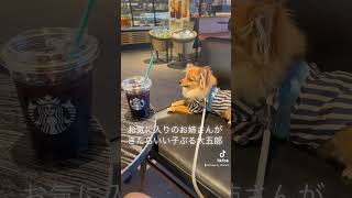 スタバにお気に入りのお姉さん3人います。#shorts #dog #starbucks #犬 #ポメラニアン
