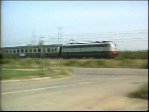 E444  Tartarughe in Romagna -  14