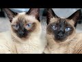 Siamese Cat Meowing | Siamese Cat Talking & Playing