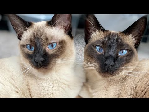 Siamese Cat Meowing | Siamese Cat Talking & Playing