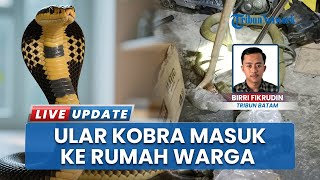 Ular Kobra Masuk Rumah Warga di Natuna, Warga Heboh