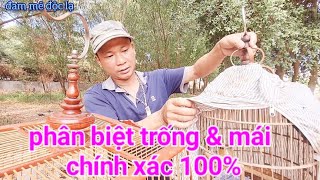 Download lagu Cách Phân Biệt Thanh Tước Trung Quốc Trống & Mái Chính Xác 100% | đam mê độc lạ mp3 Download lagu Cách Phân Biệt Thanh Tước Trung Quốc Trống & Mái Chính Xác 100% | đam mê độc lạ mp3