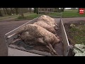Wolf zorgt voor zorgen rondom lammertijd