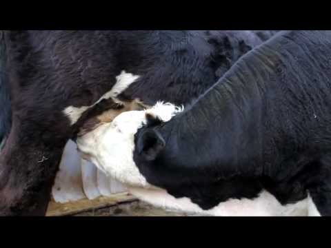 Die Kuhmilch macht's -  für's Kalb .....