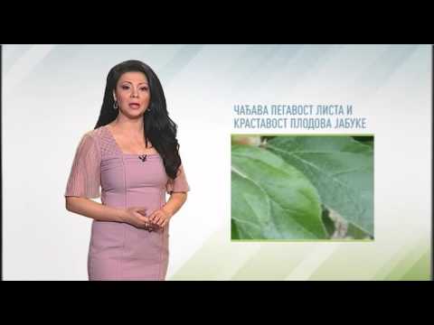 Zelena prognoza, 13.5.2016. - O stanju u zasadima jabuka