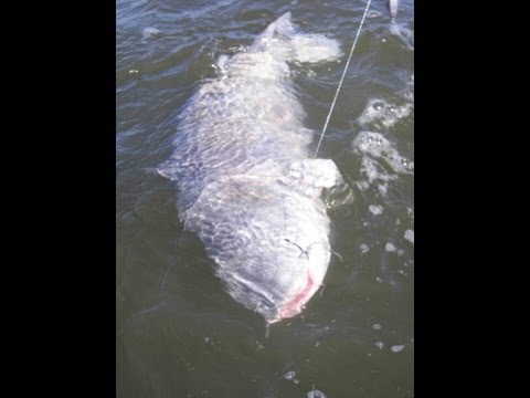 *How to tips on catfishing* HUGE BLUE CATFISH at Lake Tawakoni Texas (Part 1)