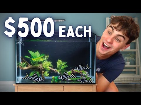 Top 8 Best Fish to Breed for Profit!