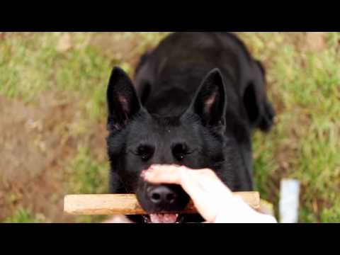 Ackey Levemar | Obedience 2016