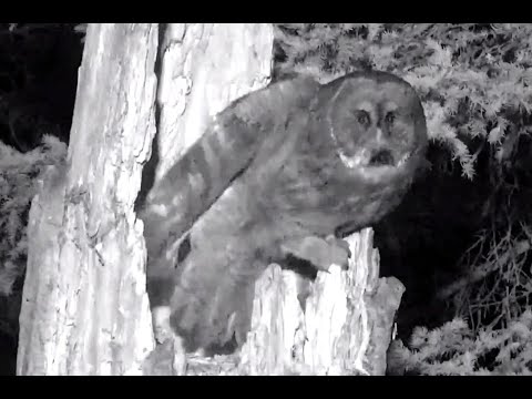 GGO mom protects nest. Explore.org 30 April 2020