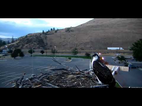 L'el'e on the nest, looking for Iris or Louis  2018 09 04 09 27 55 905