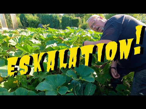 Wer soll das alles essen? / Kürbiseskalation /Gartenrundgang Ende August