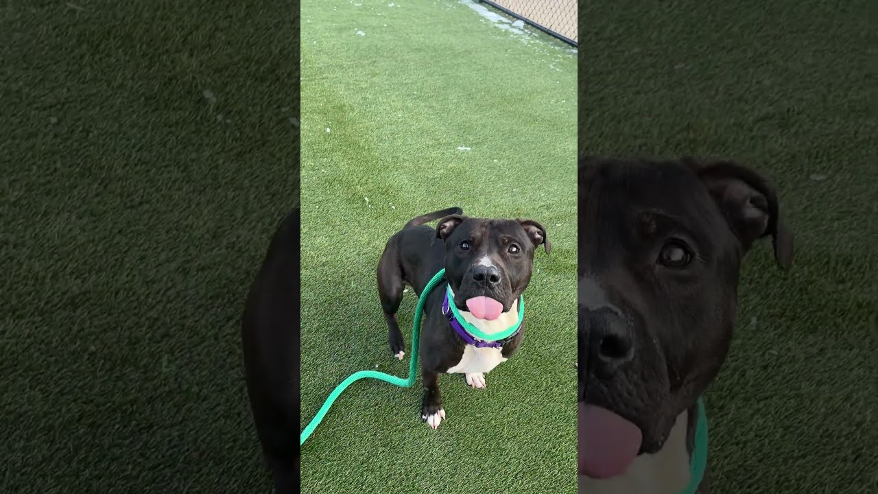 Enlarge Geronimo, a Adoptable Pit Bull Terrier in Philadelphia, PA video 6/6