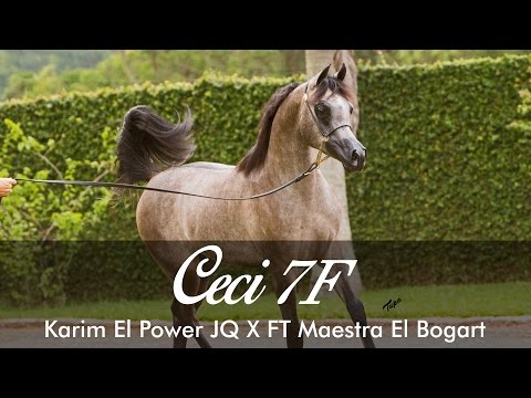 Ceci 7F - Karim El Power JQ X FT Maestra El Bogart