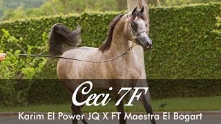 Ceci 7F - Karim El Power JQ X FT Maestra El Bogart