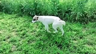 Couple of Black Dogs Mating and Crossover Process,dog mating, dog breeding, black dogs mating,JFV