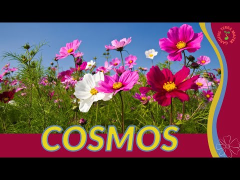 COSMOS Information and Growing Tips!! (Cosmos bipinnatus)
