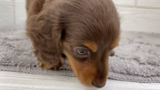 ミニチュアダックスの動画01