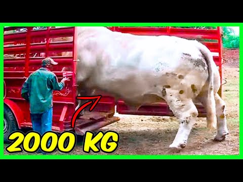 TOP 8 LEGNAGYOBB ÉS LEGVESZÉLYESEBB BIKA A FÖLDÖN! / TÖBB TONNÁS ÁLLATOK!