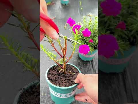 Technique planting and pruning portulaca flowers in pot so beautiful ❤️ #portulacaflower #flower