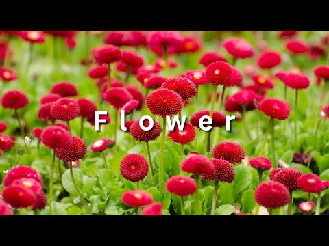 Gentle Blooming of Spring Flowers in 4K - Deep Relaxation to Spring Nature Colors & Sounds