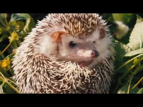 Vio bio Limonade werbung