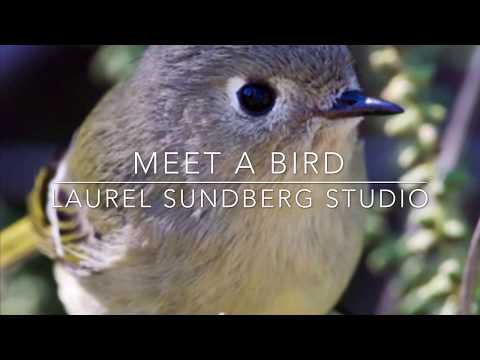 Meet A Bird: Ruby-crowned kinglet