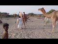 Beautiful Camel Video Animal MatIng Camel Video Animals Camel