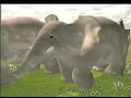 Teletubbies Animal Parade Rare Version On PBS Kids