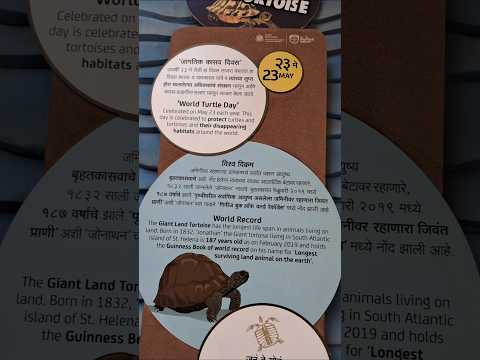 Turtle #mumbaizoo #bycullazoo #byculla #vlogs #shorts #travel #travelling #turtles #turtledoves