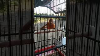 Download lagu Masteran cucak emas pikat mp3 #kicaumania #shortviral #burunggacor #burungkicau #kicaumania mp3