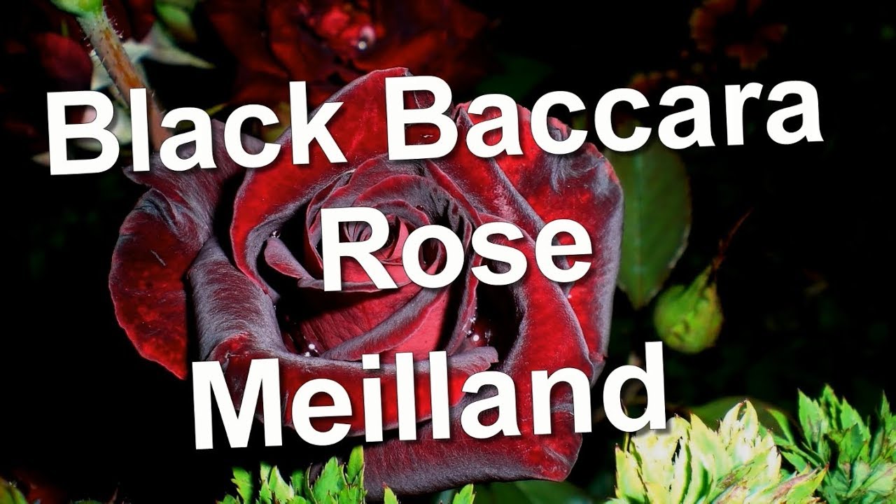 Black Baccara Rose, Meilland