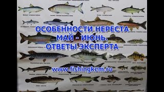 На что ловить карпа в нерестовый период