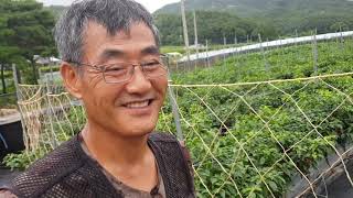 초보도 가능한 유기농고추 노지재배