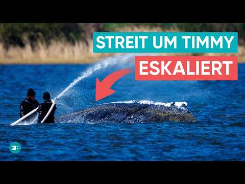 Wal Timmy ringt um Leben: Streit im Rettungs-Team-Streit geht weiter