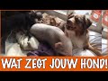 Waarom doet mijn hond zo gek?! | DierenpraatTV