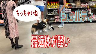 【シェルティ】最近体が軽い【フランス田舎暮らし🇫🇷】#犬の散歩 #賢い犬 #犬のいる暮らし #マイペースな犬