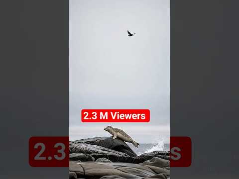 Maternal Fury: Mother Seal Fights Giant Eagleto Reclaim Beach After Pup Ambush