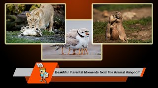 Beautiful Parental Moments from the Animal Kingdom