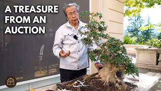 Root Work to Give New Life to This Old Trident Maple Bonsai