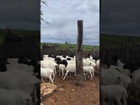 Ovelhas e Carneiros da Raça Somalis na Fazenda Carnaúba em Taperoá PB #fazendacarnaúba