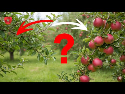 Why don't fruit trees bear fruit every year? Here's how to solve the problem!