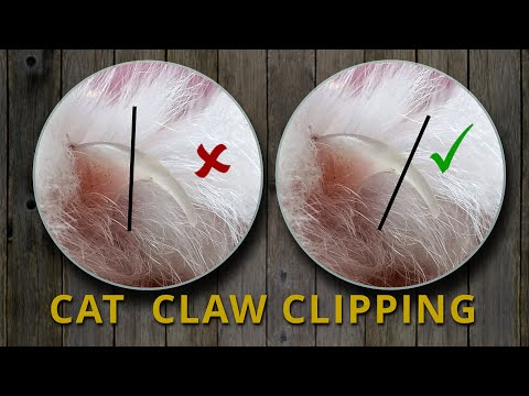 How to clip your cat’s or kitten’s claws.