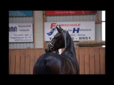 6 jähriger Wallach von Foundation x Rubinstein