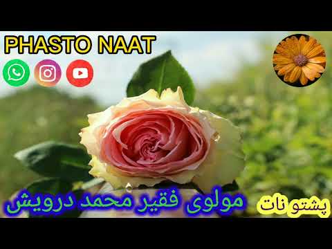 #faqir#muhmmad#darwasih#phasto#naat#new#naat#2023#