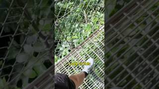 Costa Rica’s Epic Hanging Bridges – A Walk Above the Jungle! 🇨🇷