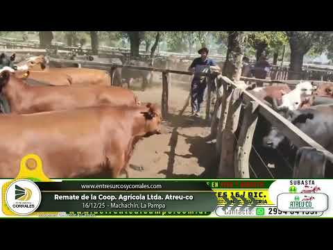 16-12-25 - Remate de la Coop. Agrícola Ltda.  Atreu-co - Macachín, La Pampa